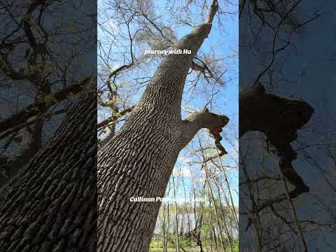 Wildlife at Cullinan Park video thumbnail